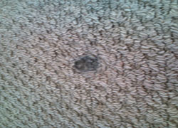 �J�[�y�b�g�̂ւ��݁@���|�O