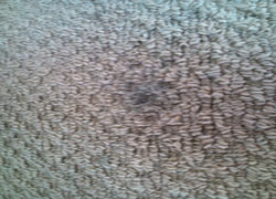 �J�[�y�b�g�̂ւ��݁@���|��