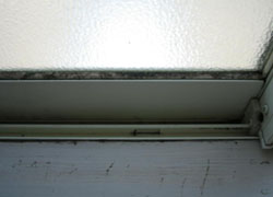 �T�b�V�̃J�r�@���|�O